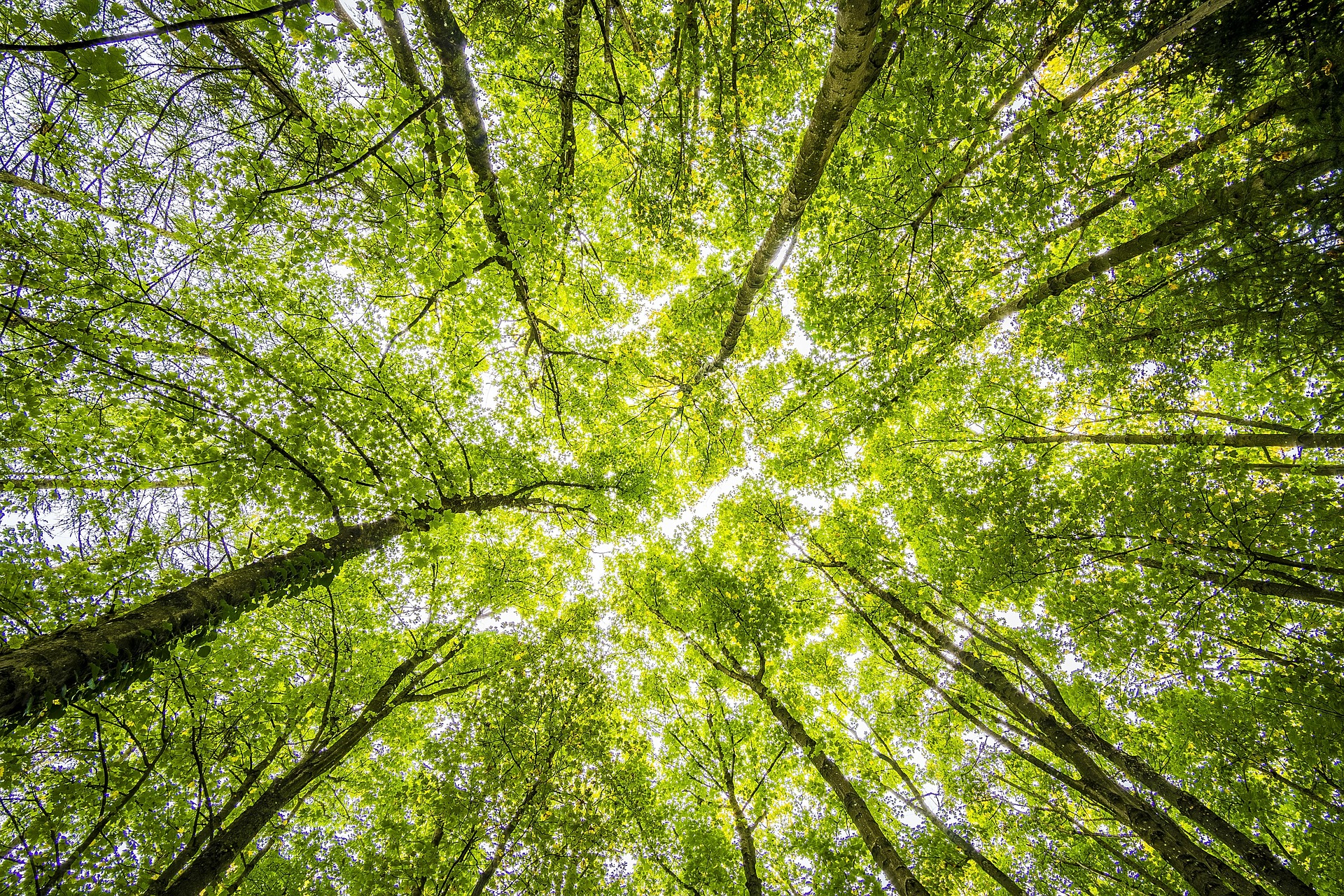 A Breath of Fresh Air for the UK